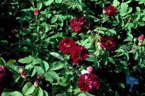TUSCANY SUPERB (shrub)